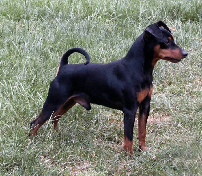 Australian Dwarf Pinscher